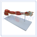 PNT-0331 neues Design Muskeln Arm Modell OEM